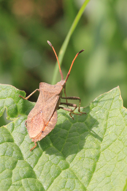 Coreidae: Coreus marginatus del Veneto (VR)