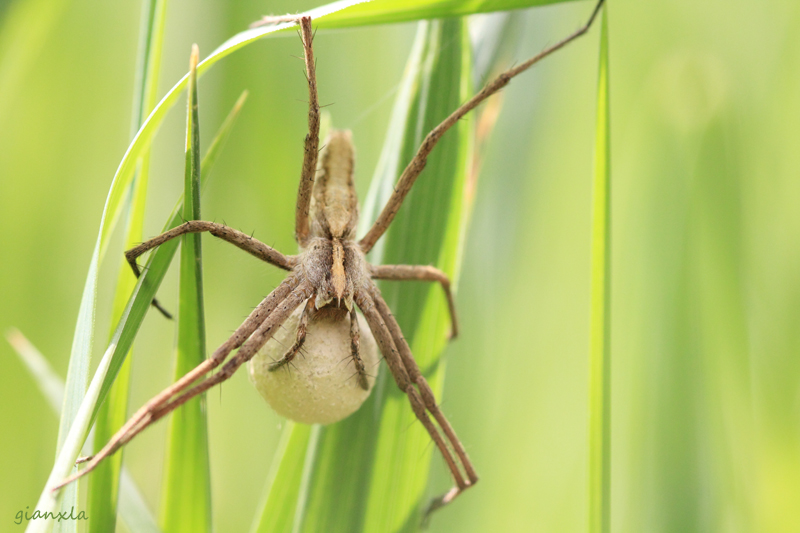 Pisaura sp.