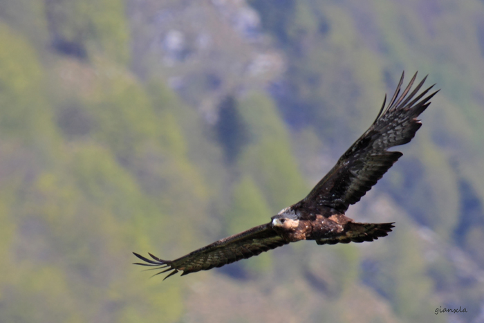 aquila reale
