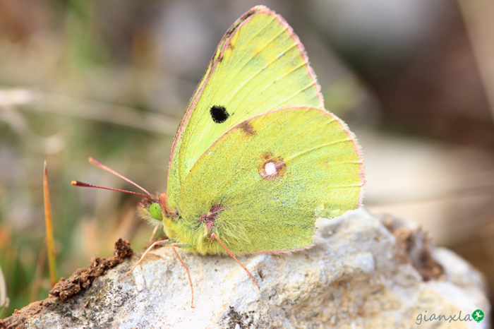 Colias alfacariensis