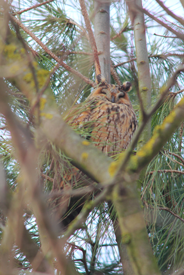 Roost gufi in pericolo ad Ostellato (Fe)