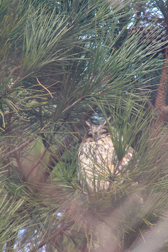 Roost gufi in pericolo ad Ostellato (Fe)