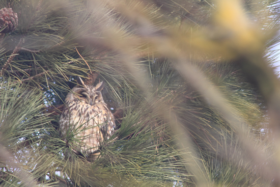 Roost gufi in pericolo ad Ostellato (Fe)
