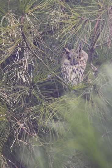 Roost gufi in pericolo ad Ostellato (Fe)
