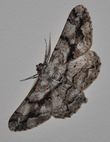 Falena da id.