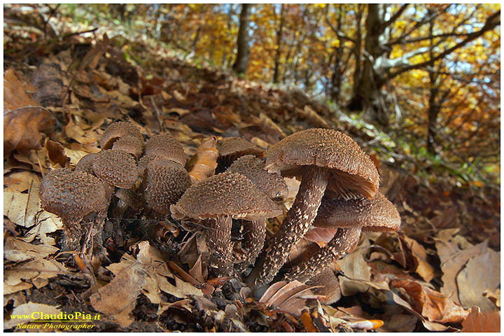 Eppure ne ho sfogliato di libri!!!