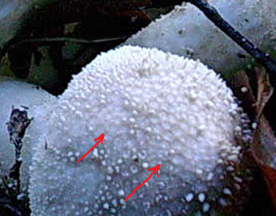 Calvatia excipuliformis?  vecchio ritrovamento