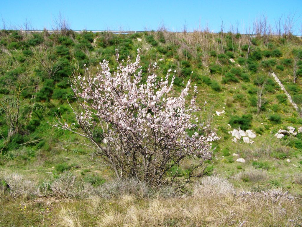 Prunus dulcis