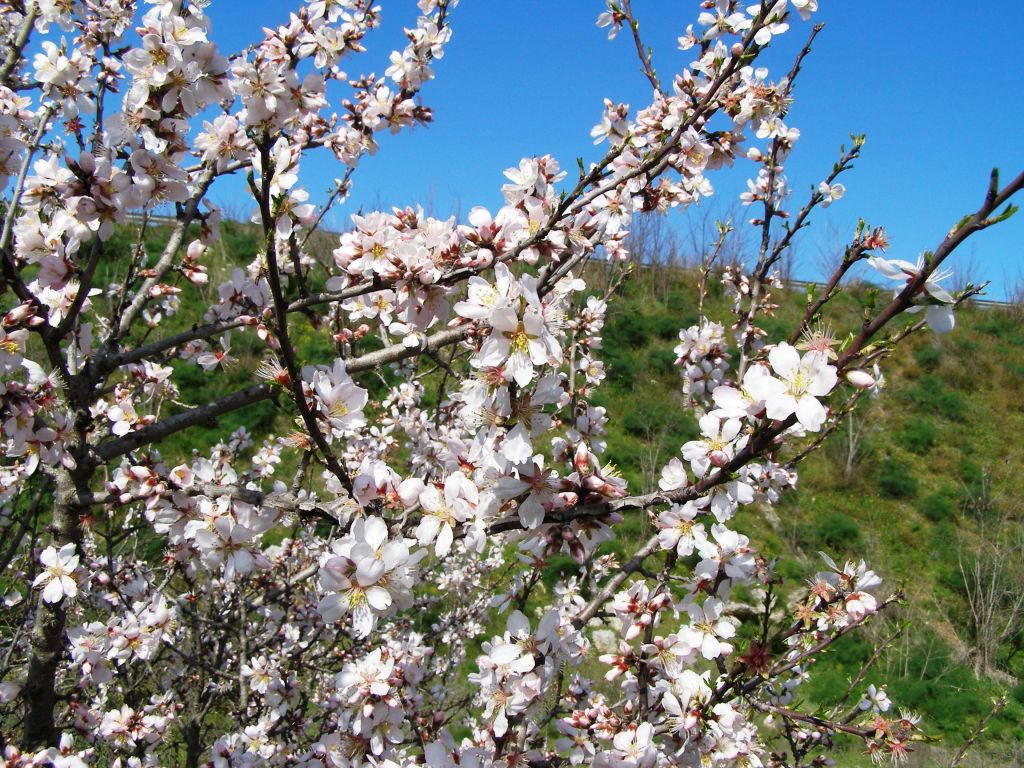 Prunus dulcis