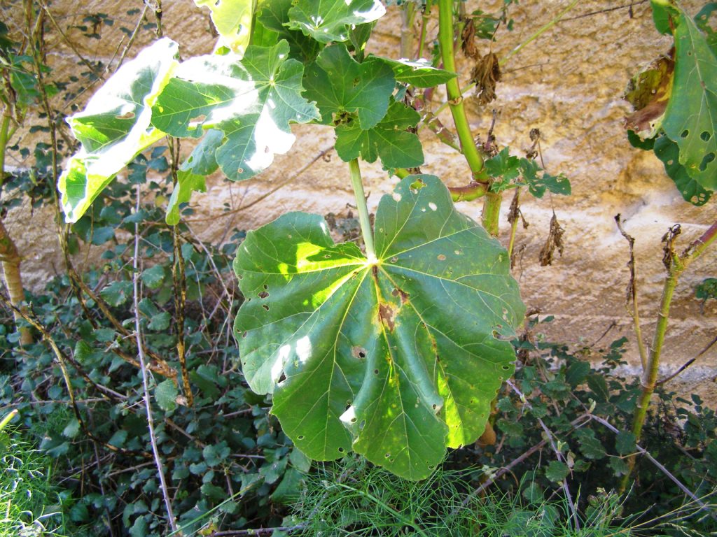 Malva veneta