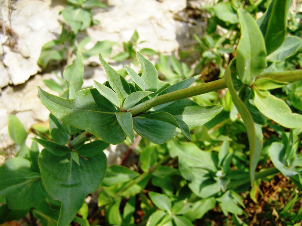Centranthus ruber / Valeriana rossa