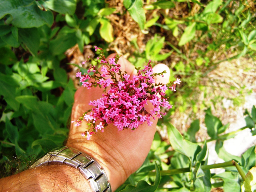 Centranthus ruber / Valeriana rossa