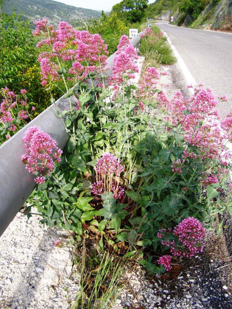 Centranthus ruber / Valeriana rossa