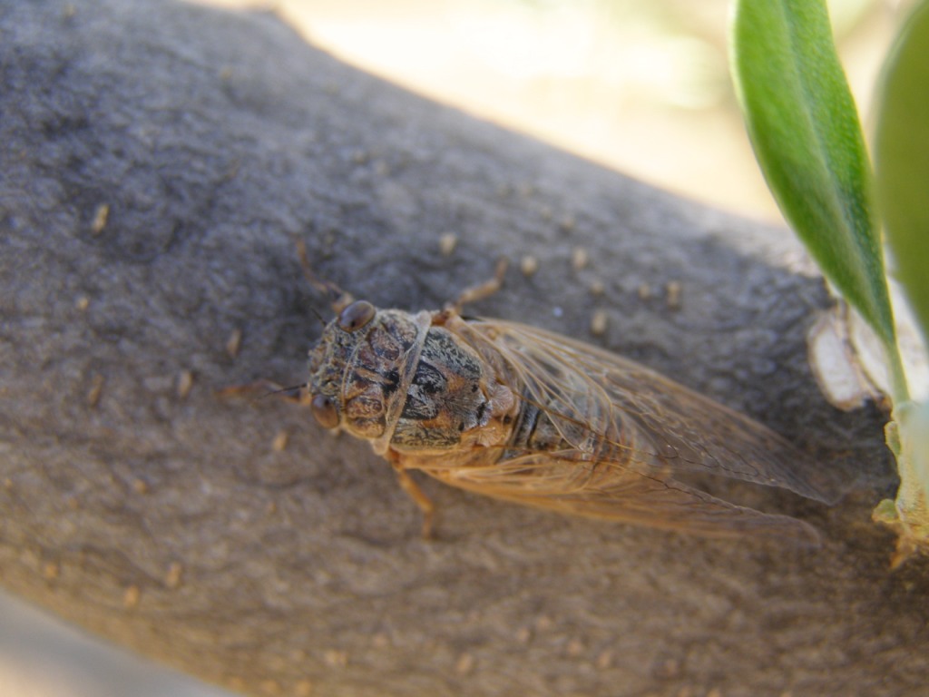 Cicala... qual'' la specie esatta?