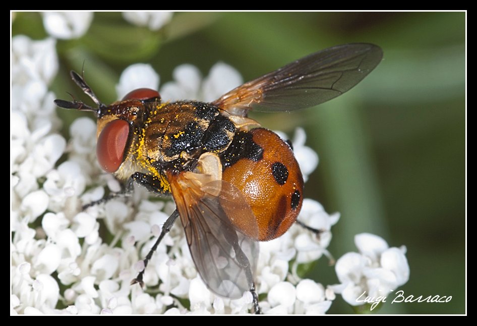 Gymnosoma