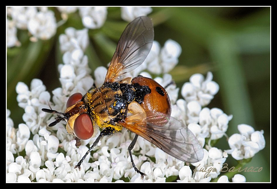 Gymnosoma