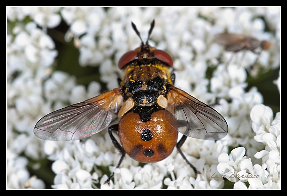 Gymnosoma