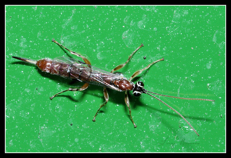 Ichneumonidae? S, Clistopyga sp.