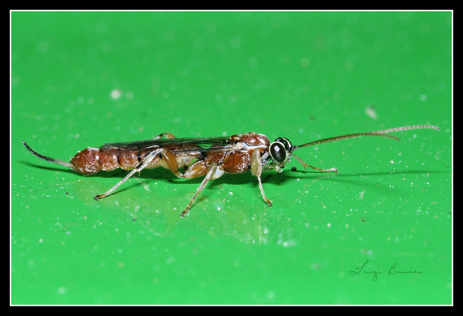 Ichneumonidae? S, Clistopyga sp.