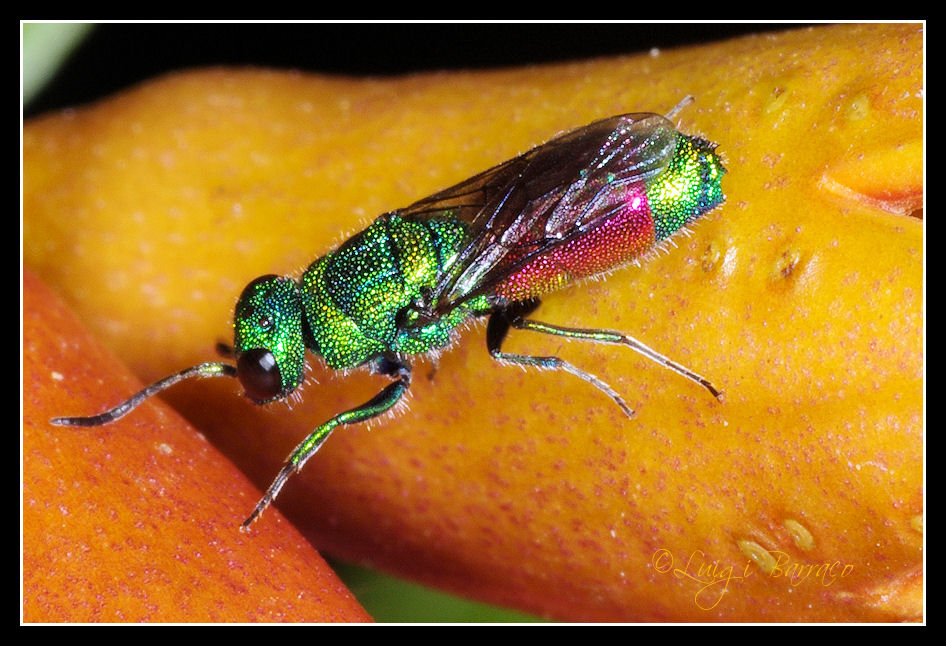 Altro gioiello per Maurizio: Chrysis continentalis