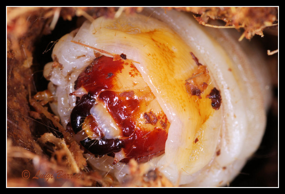 quiz vecchia maniera