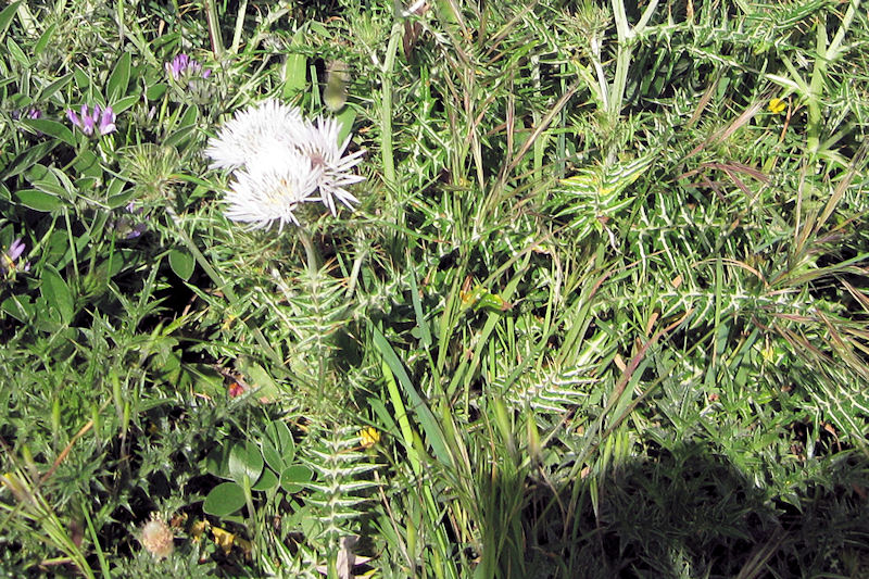 Galactites elegans
