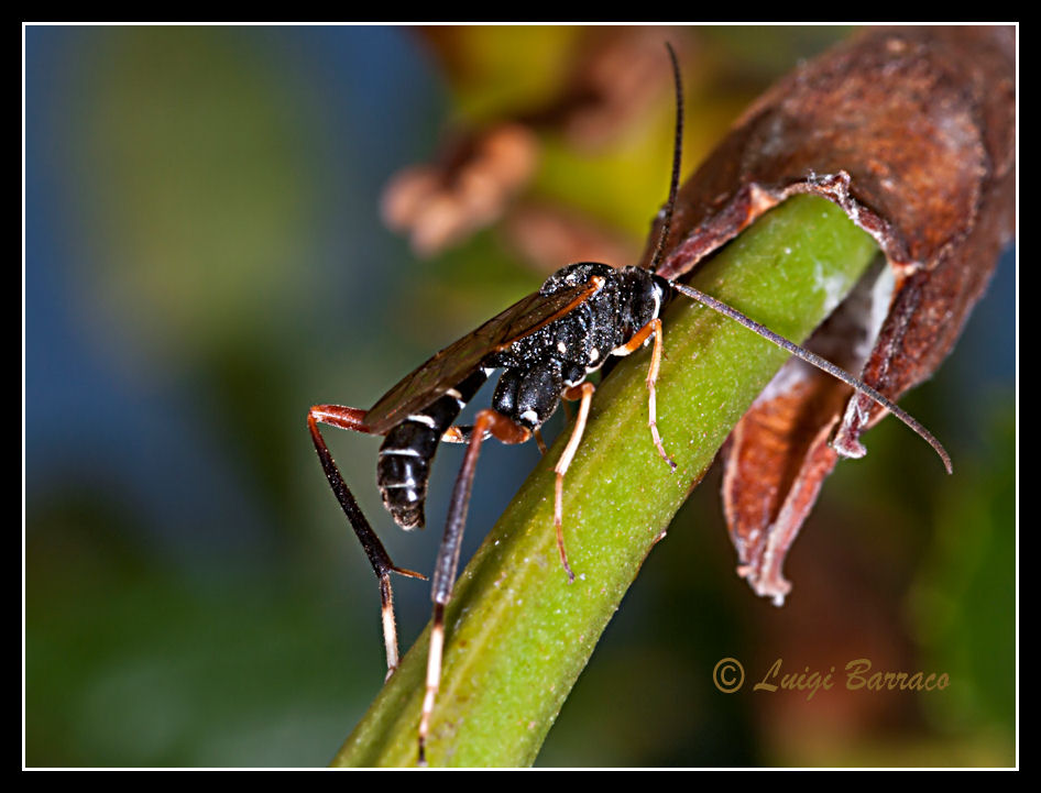 Individuo sospetto: Ichneumonidae del genere Latibulus