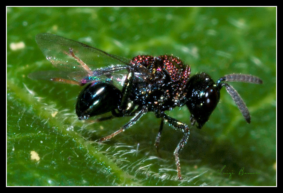 Perilampidae