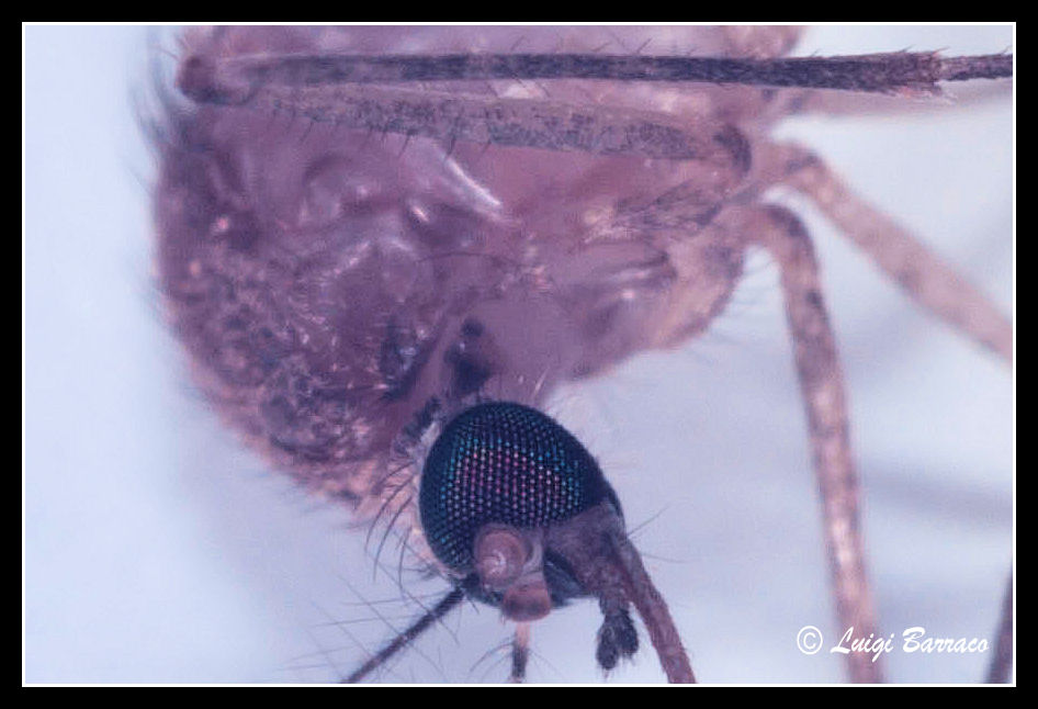 Macro un po'' pi spinto