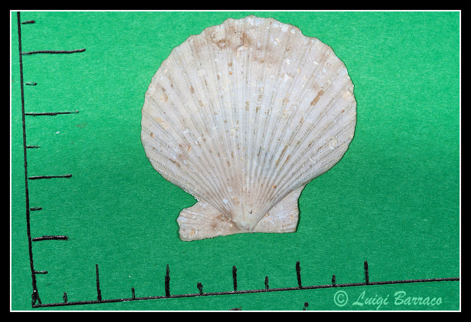 Pecten(??) in concio di calcarenite