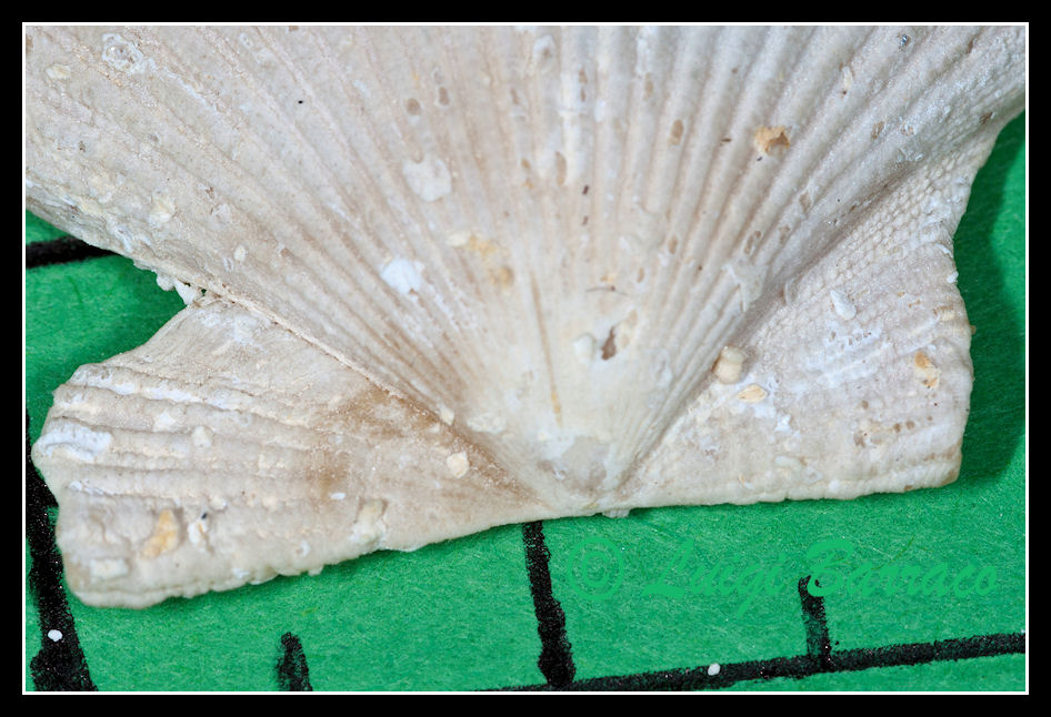 Pecten(??) in concio di calcarenite