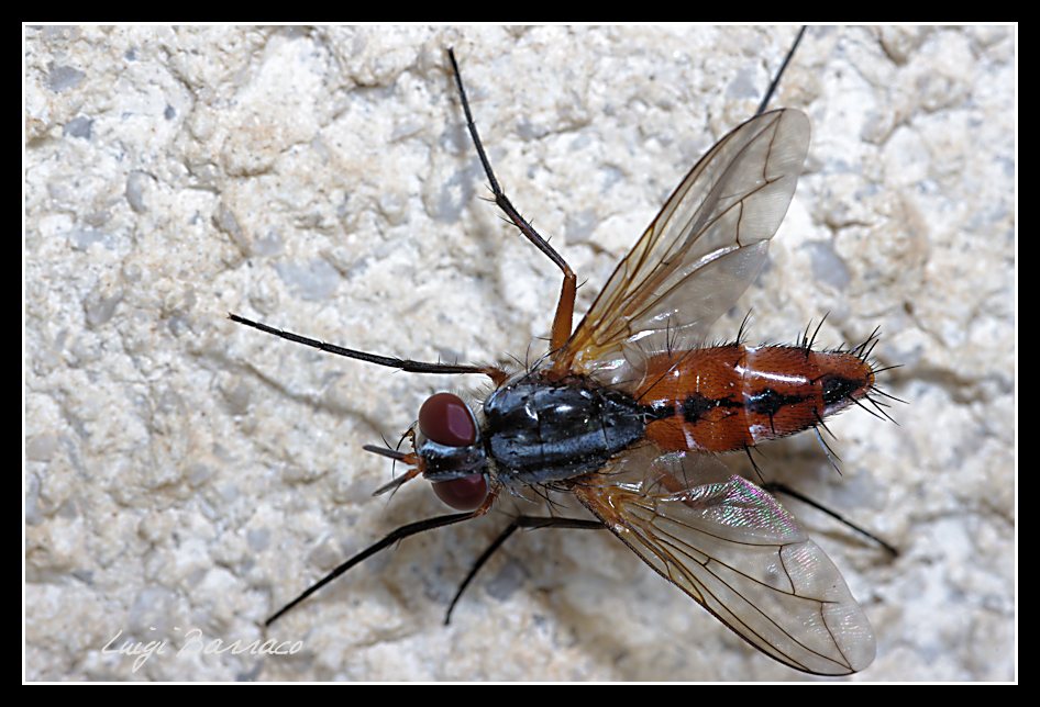 Tachinidae: Mintho sp.