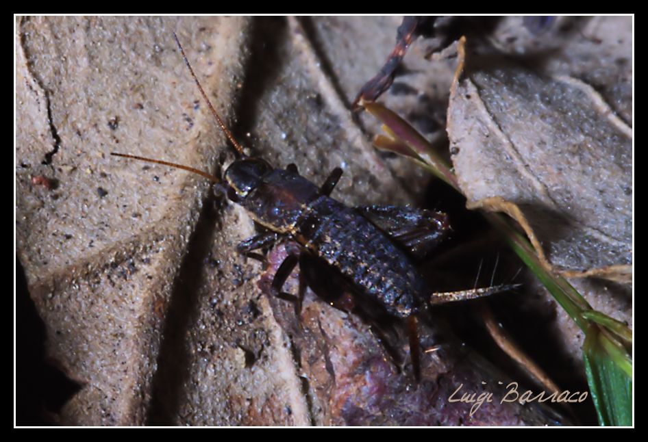 Piccolo e indaffarato - Mogoplistes brunneus