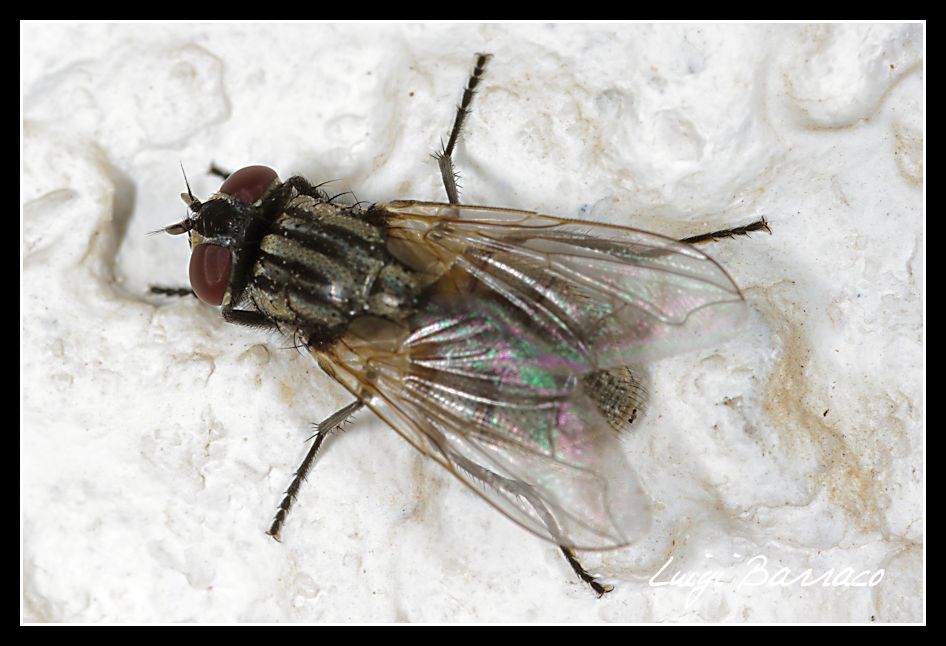 Musca domestica