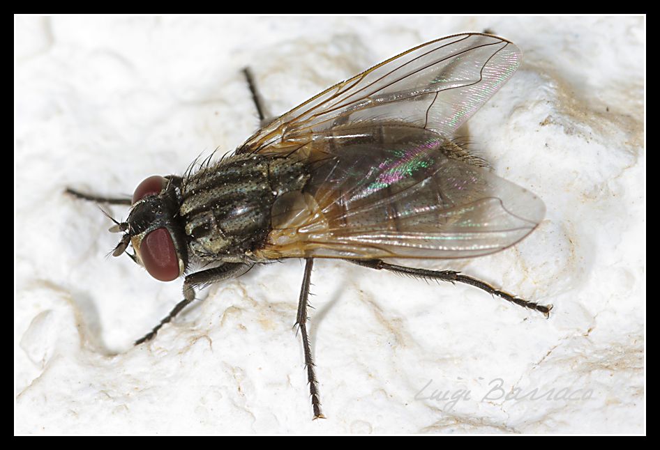 Musca domestica