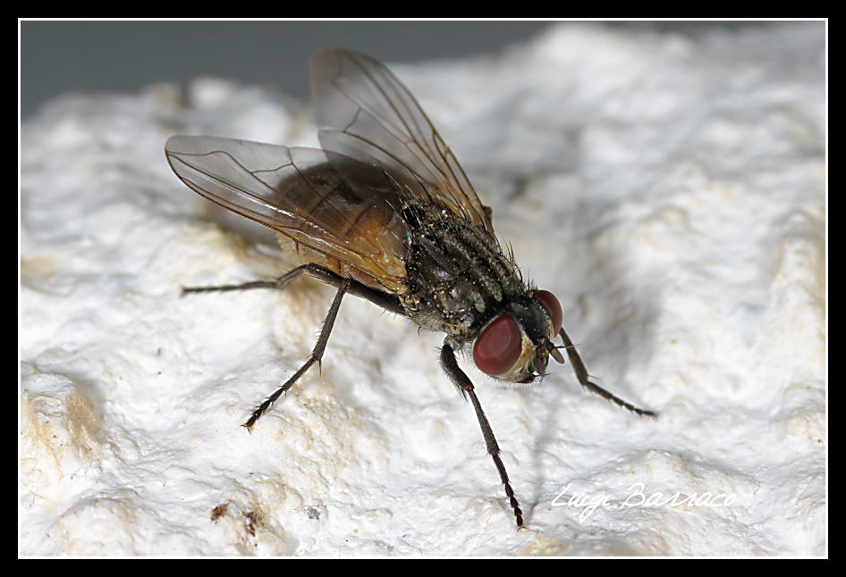 Musca domestica
