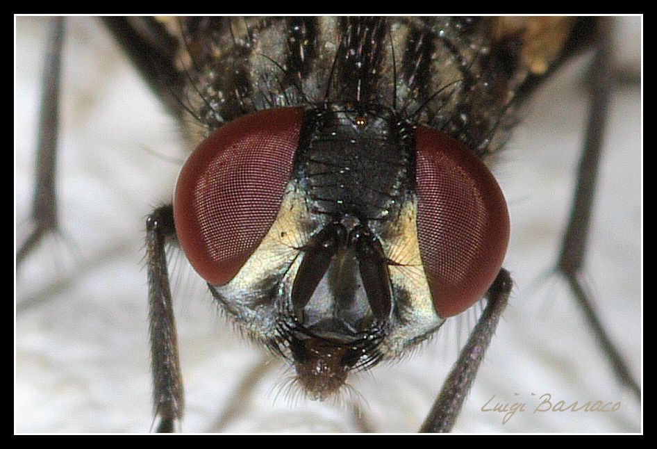 Musca domestica