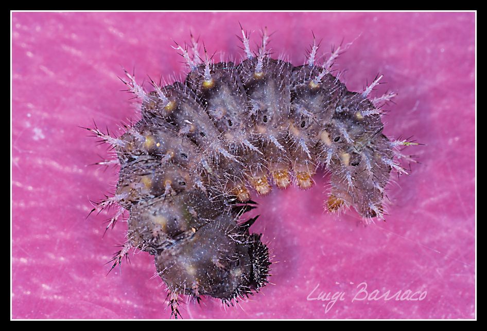 Bruco e crisalide di Vanessa Atalanta