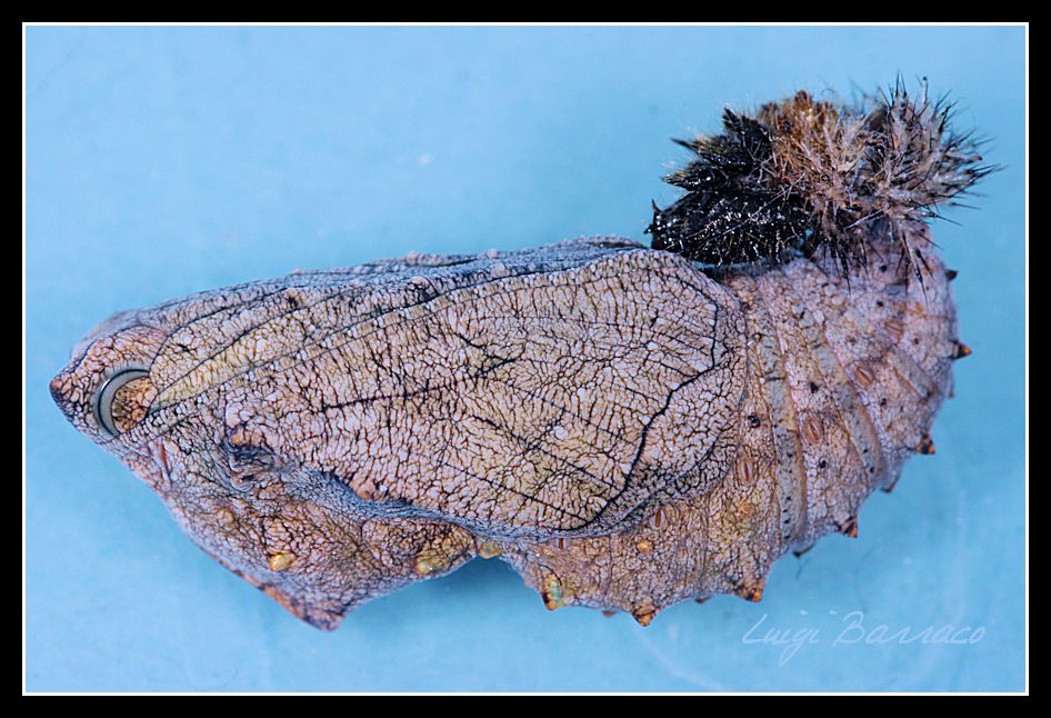 Bruco e crisalide di Vanessa Atalanta