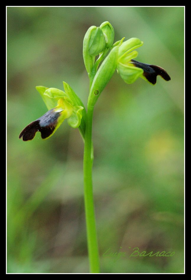 Prima uscita ad orchidee