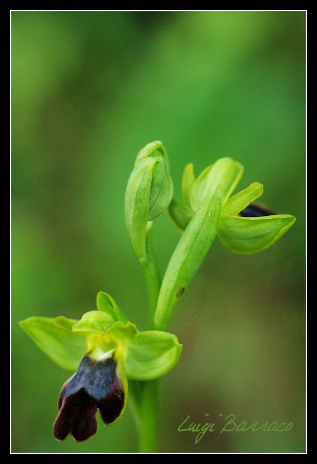 Prima uscita ad orchidee