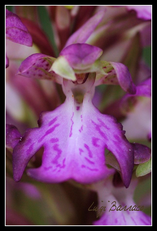 Prima uscita ad orchidee