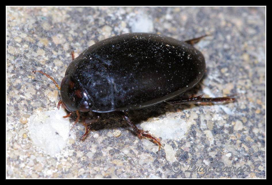 Quiz: mandibole minacciose