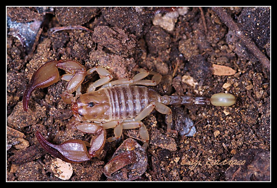 Euscorpius sicanus