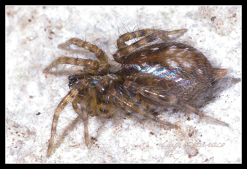 Textrix sp.