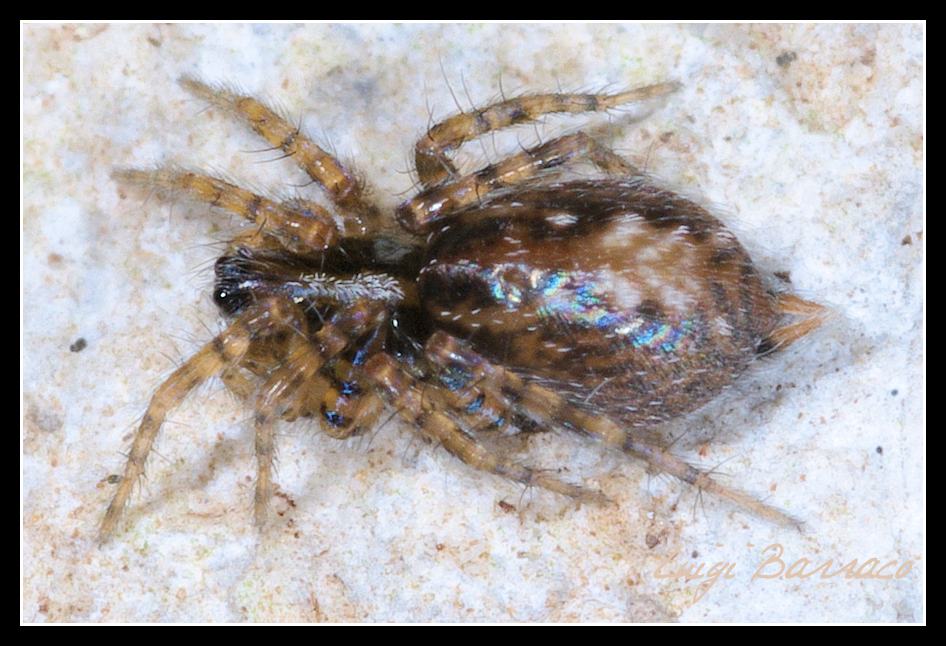 Textrix sp.