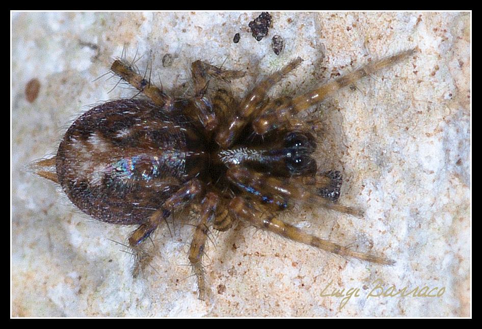 Textrix sp.