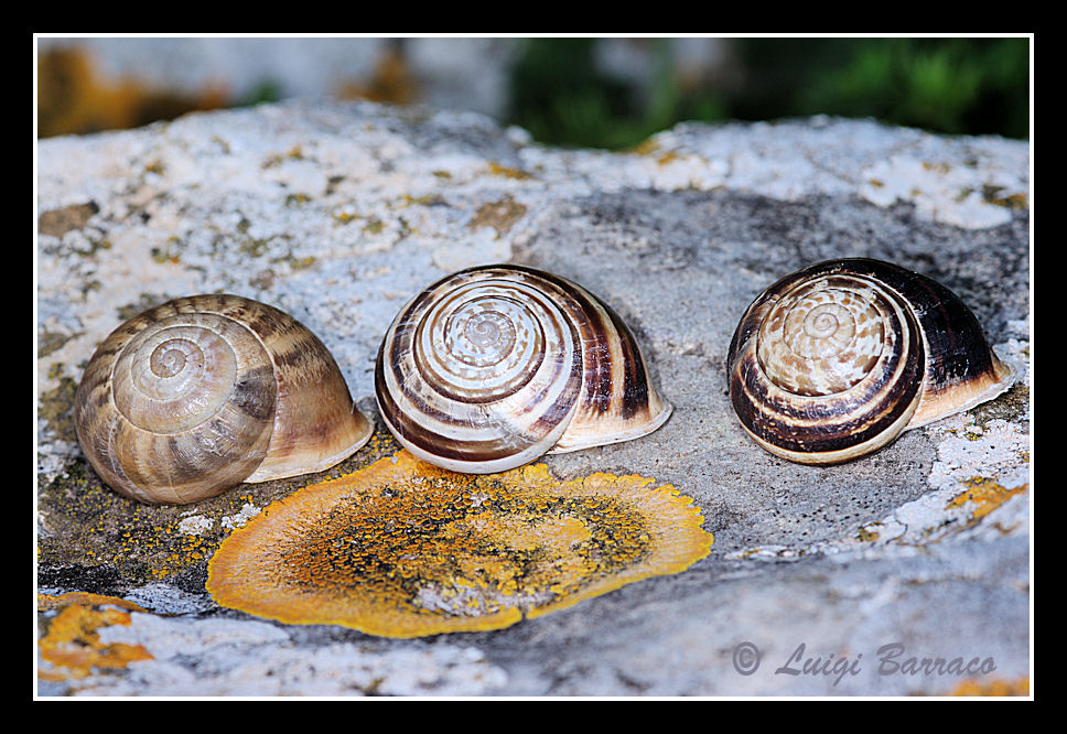 Variabilita dell''Eobania vermiculata