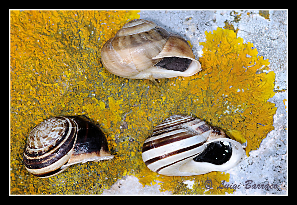 Variabilita dell''Eobania vermiculata