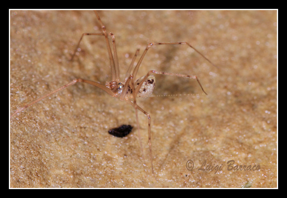 Spermophorides sp.